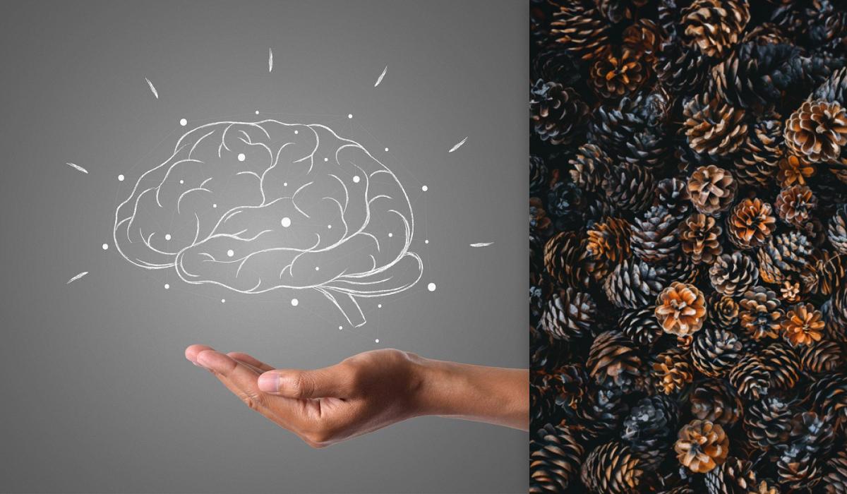 Следует разыскать ежа менее чем за 10 секунд / коллаж с фото pixabay.com и скриншота