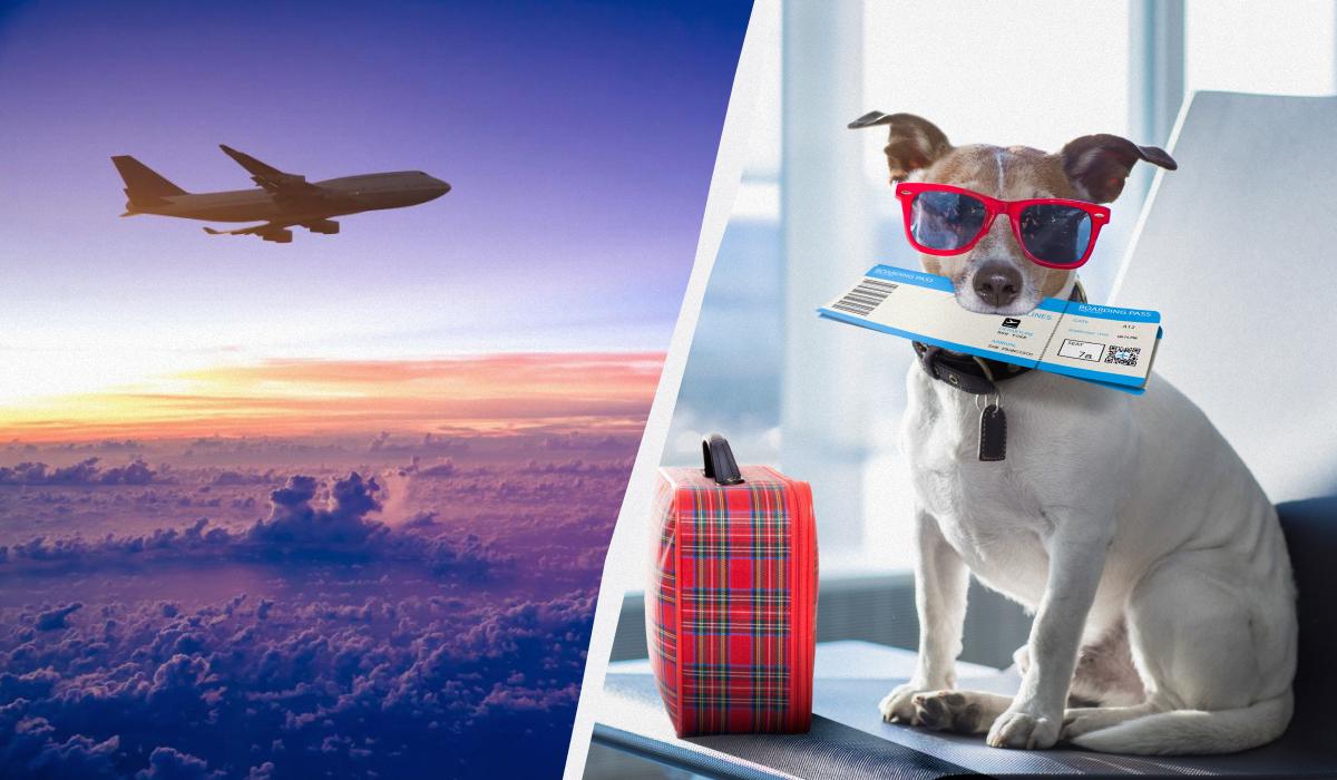 Bark Air будет принимать на борт как песиков, так и их хозяев / коллаж УНИАН, фото ua.depositphotos.com Bark Air будет принимать на борт как песиков, так и их хозяев / коллаж УНИАН, фото ua.depositphotos.com