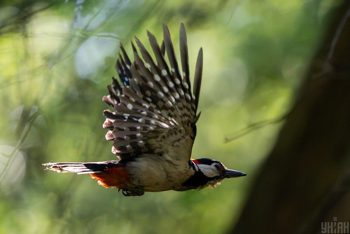 У Києві очікується короткочасне похолодання / фото УНІАН У Києві очікується короткочасне похолодання / фото УНІАН