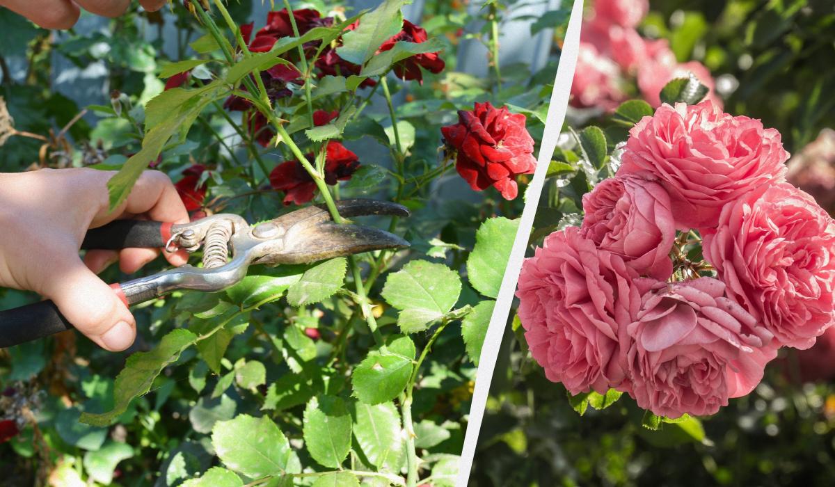 Как обрезать розы после цветения, чтобы они цвели все лето / коллаж УНИАН, фото ua.depositphotos.com, pixabay.com
