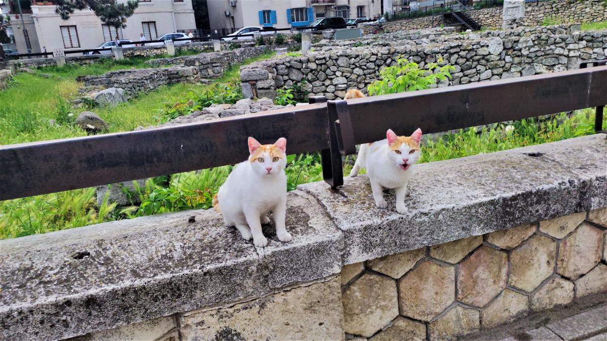 Котики Констанци на древніх руїнах / фото Марина Григоренко Котики Констанци на древніх руїнах / фото Марина Григоренко