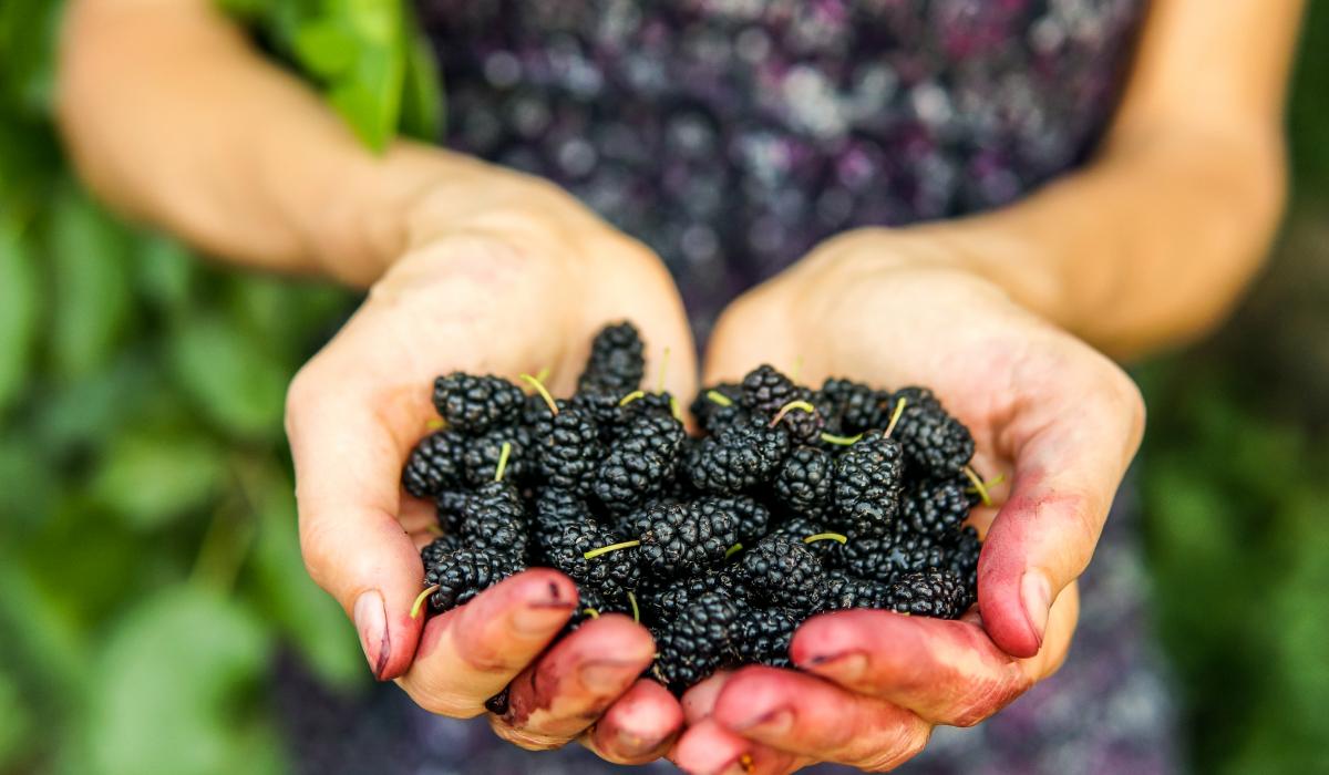 Эти ягоды растут рядом и полезны для сердца, но большинство их не замечает