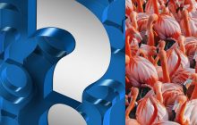 Каждый видит фламинго, а надо найти пеликана за 8 секунд в сложной оптической иллюзии