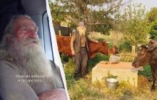 Шел пешком на Полтавщину: 70-летний мужчина с тремя коровами сбежал от россиян (видео)