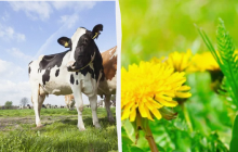 Сегодня нельзя никуда ездить: какой праздник 11 июня, приметы и запреты дня