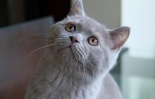 Безгранично преданные владельцам: названы породы кошек, которые быстро привязываются