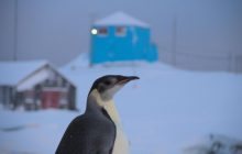 Императорский визит: украинских полярников посетил самый большой в мире пингвин