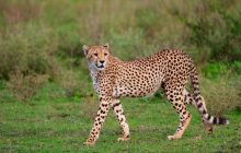 Стоял бы лицом к лицу с тигром: ученые рассказали об огромном гепарде, бродившем по Китаю миллион лет назад