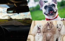 Найкращі пасажири: 10 порід собак, яким не страшні довгі поїздки в машині