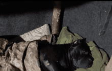 Помер відомий пес-розвідник: відгриз собі лапу, щоб не потрапити у "полон" (відео)