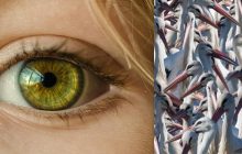 Коварная оптическая иллюзия: надо найти журавля среди сотни аистов за 10 секунд