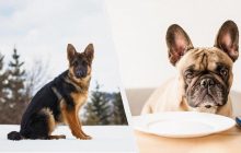 Самые умные собаки: 10 пород, которые отличаются блестящим интеллектом