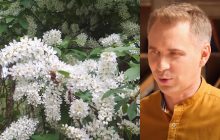 "Черемха чи черемша": Авраменко объяснил, как не путать понятия