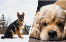 Не любят быть наедине с собой: 10 пород собак, которые тяжело переносят разлуку с хозяином