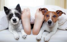 Не помешают вашему сну: 10 пород собак, с которыми комфортно спать в одной кровати