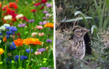 Женщинам нужно полить цветы: какой праздник 19 июня, приметы и запреты дня