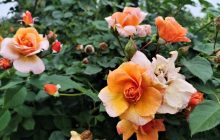 Розы, лилии, лаванда: чем поражает киевский ботсад Гришко летом (фоторепортаж)