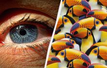 Удивительно сложная головоломка: надо найти пеликана среди десятков туканов за 7 секунд