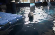 Через постійні удари по Харкову евакуювали двох китів-білух: хто їх прихистив