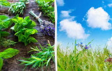 Не можна вдягати темний одяг: яке свято 22 червня, прикмети і заборони дня