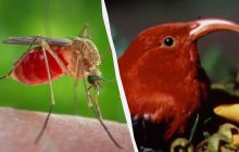 На Гаваях випустили мільйони комарів, щоб урятувати рідкісних птахів від вимирання