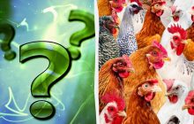 Все видят кур, а надо найти хитрого петуха за 7 секунд: коварная головоломка