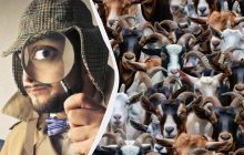 Хитрая иллюзия для тех, у кого зрение 20/20: надо быстро заметить лишнее
