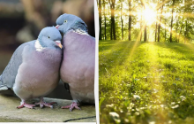 Нельзя собирать овощи и фрукты: какой праздник 24 июня, приметы и запреты дня