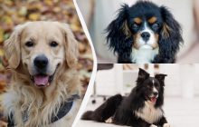 Они излучают счастье: названы 10 самых веселых пород собак