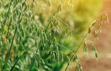 Яким буде останній місяць літа в Україні: синоптикиня поділилася прогнозом