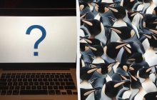 Каждый видит пингвинов, а надо найти сороку за 9 секунд: головоломка на внимательность