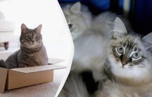 Любят обниматься: эксперты назвали 7 самых нежных пушистых пород кошек