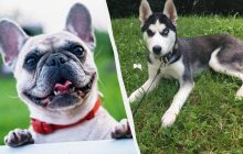 Справиться с ними будет непросто: 7 самых упрямых пород собак