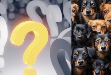 Надо найти кота среди десятков собак менее чем за 10 секунд: головоломка с интригой