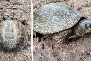 Болотный абориген: ученый показал редкую рептилию, которая обитает в Одесской области