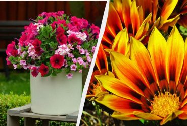 Какие цветы посадить в июне: быстро приживутся и пышно зацветут