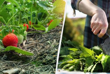 Достаточно раз полить: чем подкормить клубнику во время плодоношения