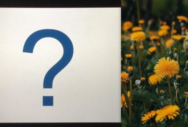 Все видят одуванчики, а надо найти клевер в поле за 8 секунд: удивительно сложная оптическая иллюзия