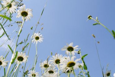 Перепочинок від спеки: 21 червня навіть на півдні та сході України стане свіжіше (карта)