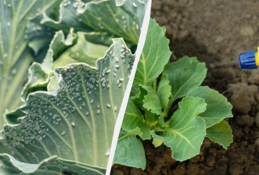 Белокрылка на капусте: 5 рецептов без химии, которые не все дачники знают