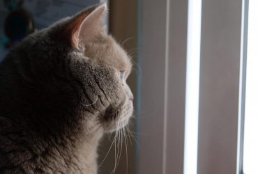 Как отучить кота царапать мебель: ветеринар поделилась советами