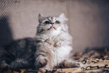 Какие коты подходят для семей с детьми: названы 10 лучших пород