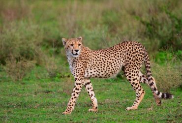 Стояв би віч-на-віч із тигром: учені розповіли про величезного гепарда, який блукав Китаєм мільйон років тому