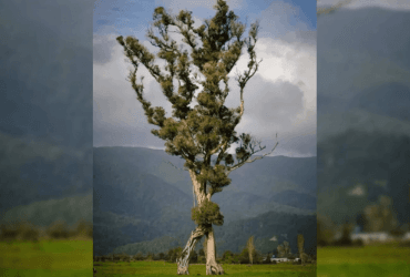 В Новой Зеландии ходячее дерево, похожее на Энта из Властелина колец, осталось единственным выжившим в лесу