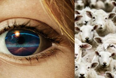 Все видят овец, а надо найти белого медведя за 7 секунд: оптическая иллюзия с ловушкой