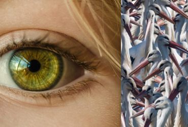 Коварная оптическая иллюзия: надо найти журавля среди сотни аистов за 10 секунд