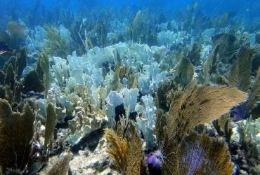 Ученые нашли неожиданный источник вещества, которое тормозит глобальное потепление