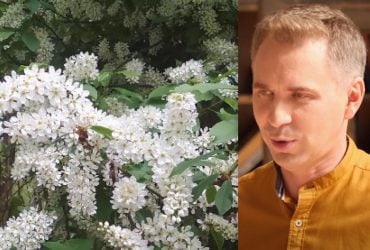 Черемха чи черемша: Авраменко объяснил, как не путать понятия