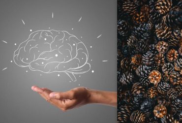 Все видят шишки, а надо найти ежа за 7 секунд: тест для проверки IQ