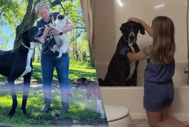 У США живе найвищий собака у світі, який є справжнім гігантом, проте всього боїться